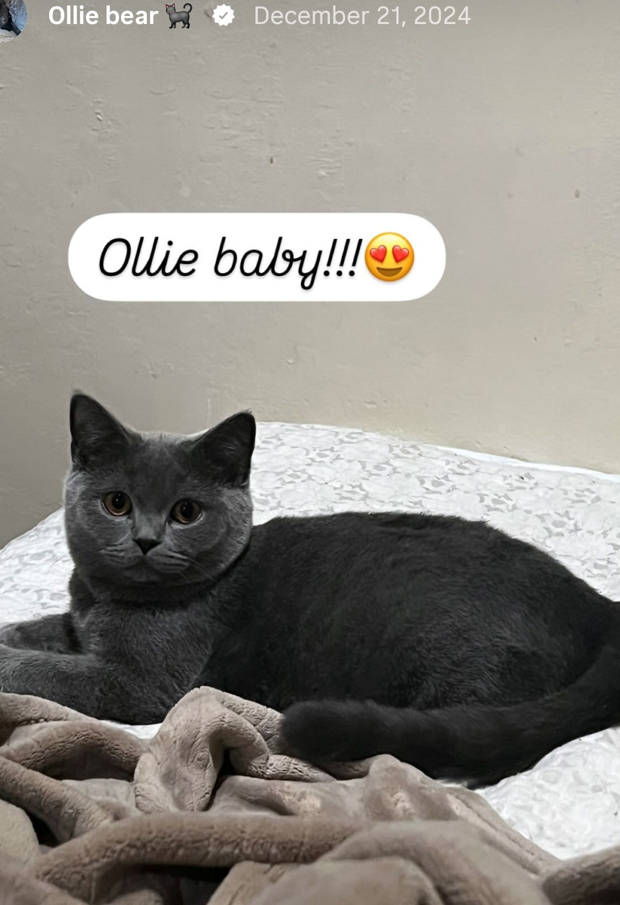British Shorthair lounging on a soft blanket