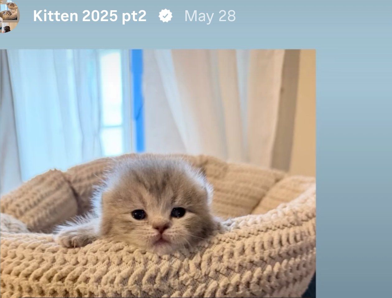 Grey tabby kitten peeking from a woven bed