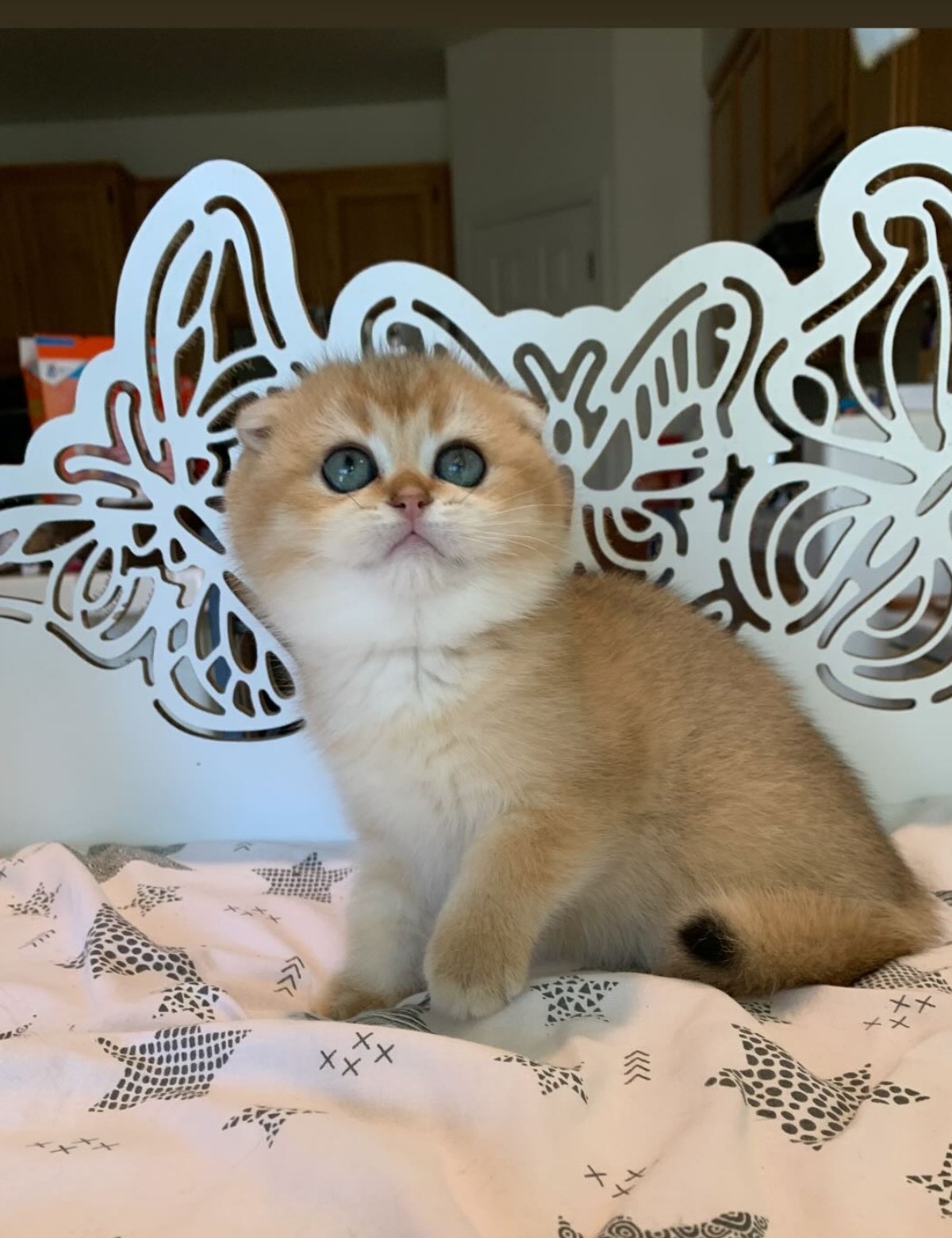 Scottish Fold kitten with bright blue eyes