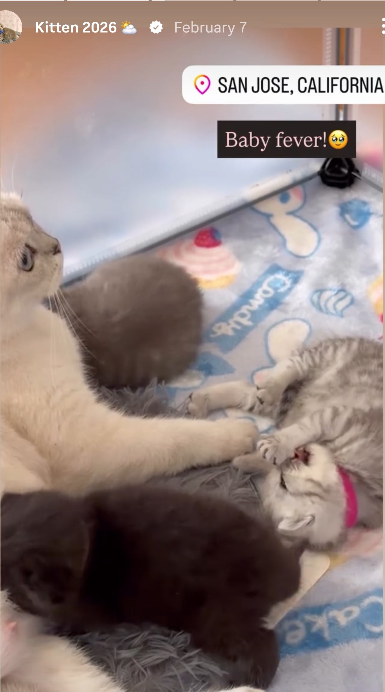 Kittens and mom cat in a playpen in San Jose