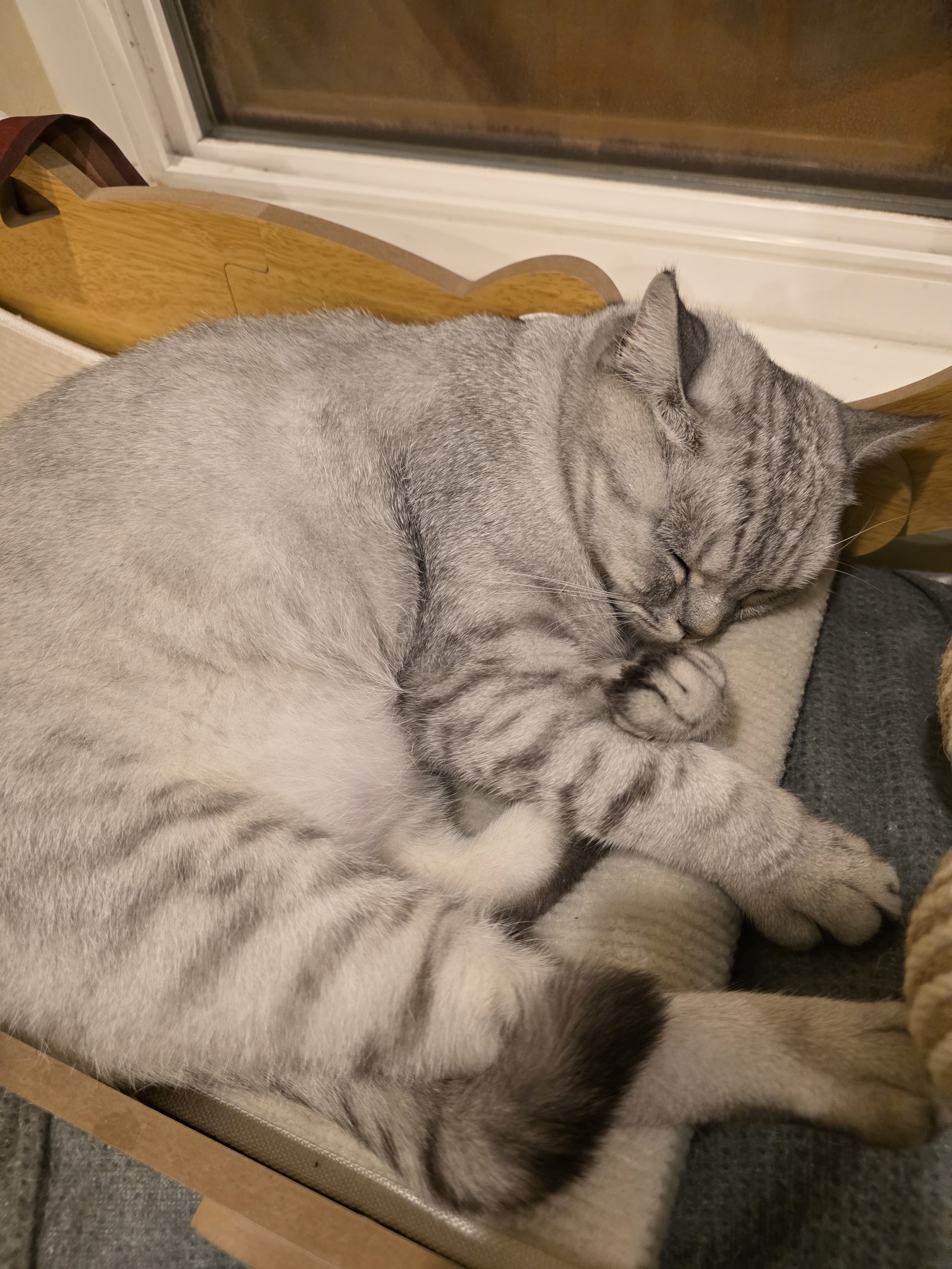 Silver tabby kitten resting peacefully in a cozy playpen